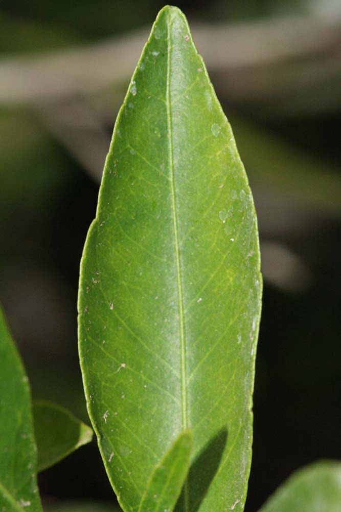              Margin (Riverside, CA)       